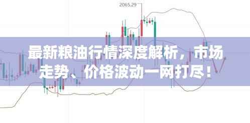 最新粮油行情深度解析，市场走势、价格波动一网打尽！